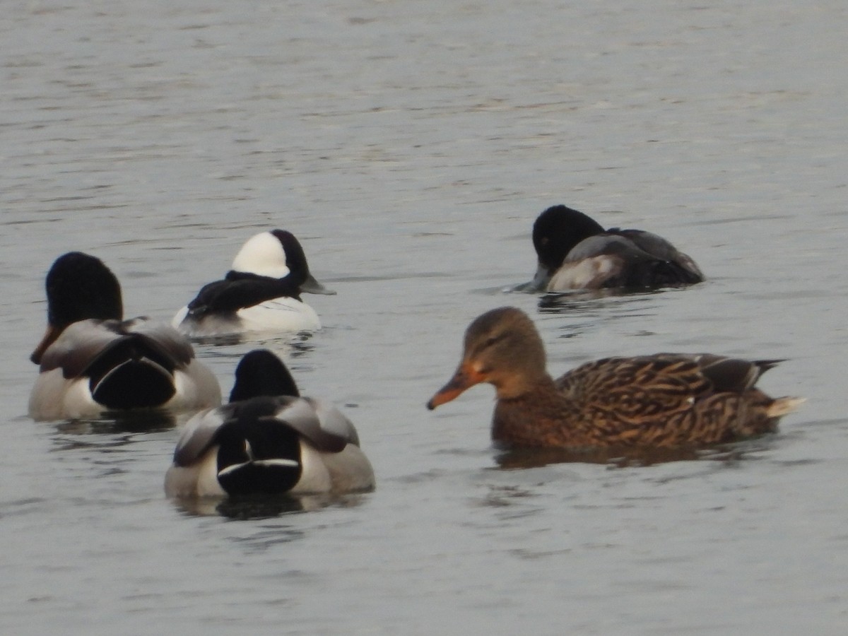 Lesser Scaup - ML646812964