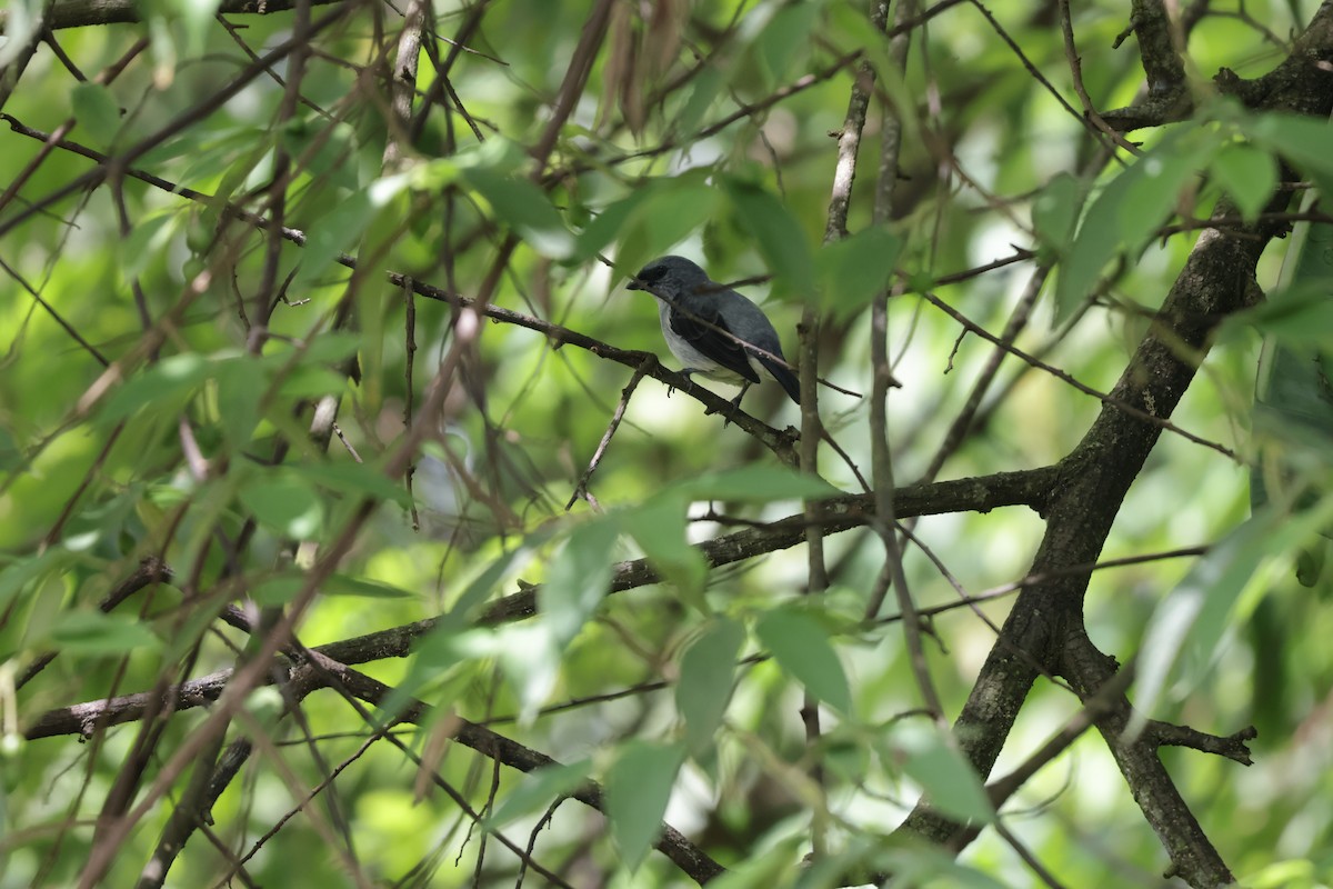 Plain-colored Tanager - ML646812965