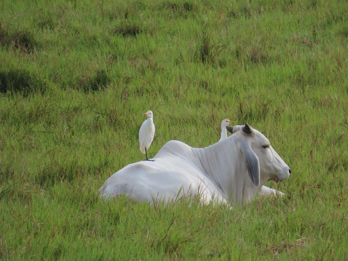 Western Cattle-Egret - ML646812967