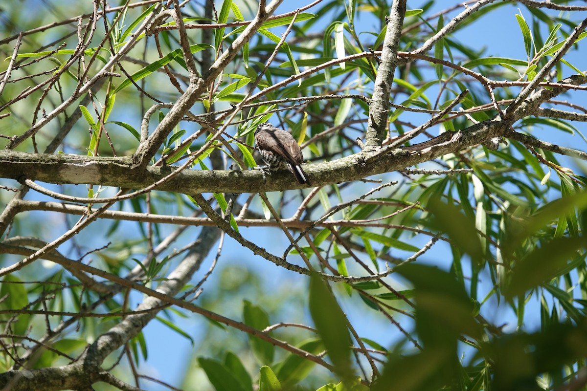 Zebrazwergspecht - ML646812969