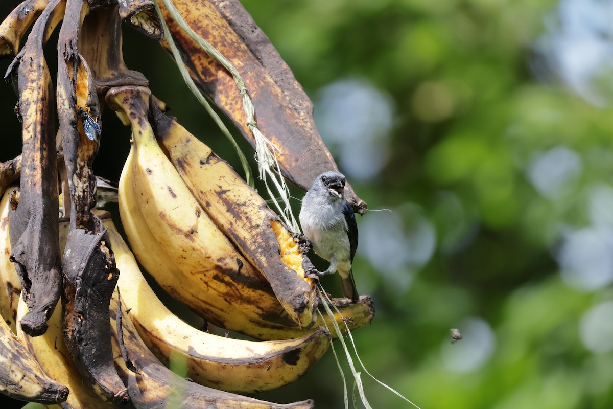 Plain-colored Tanager - ML646812970