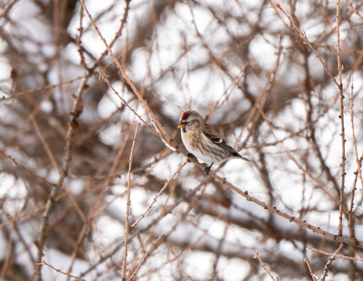 תפוחית שחורת-סנטר - ML646812971
