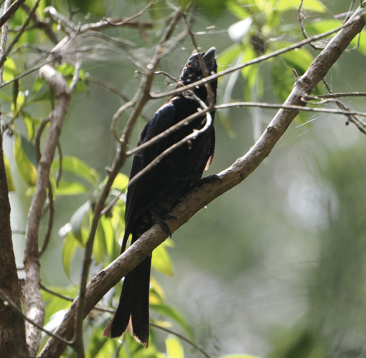 Spangled Drongo - ML646812972