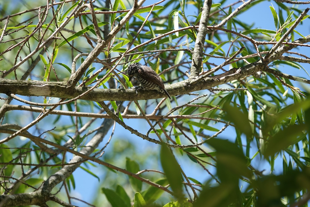 Zebrazwergspecht - ML646812978