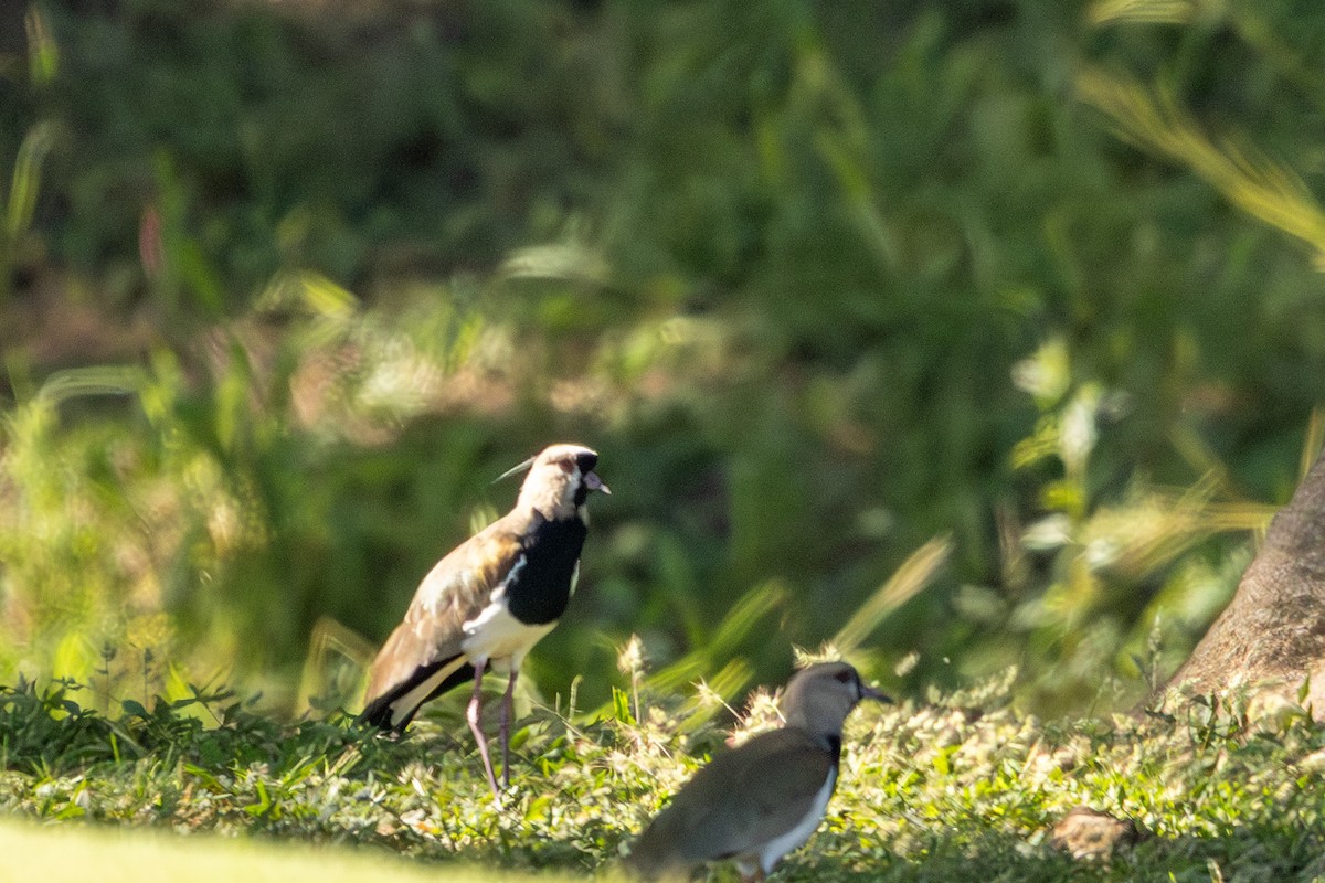 ナンベイタゲリ - ML646812980