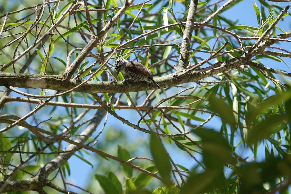 Zebrazwergspecht - ML646812981