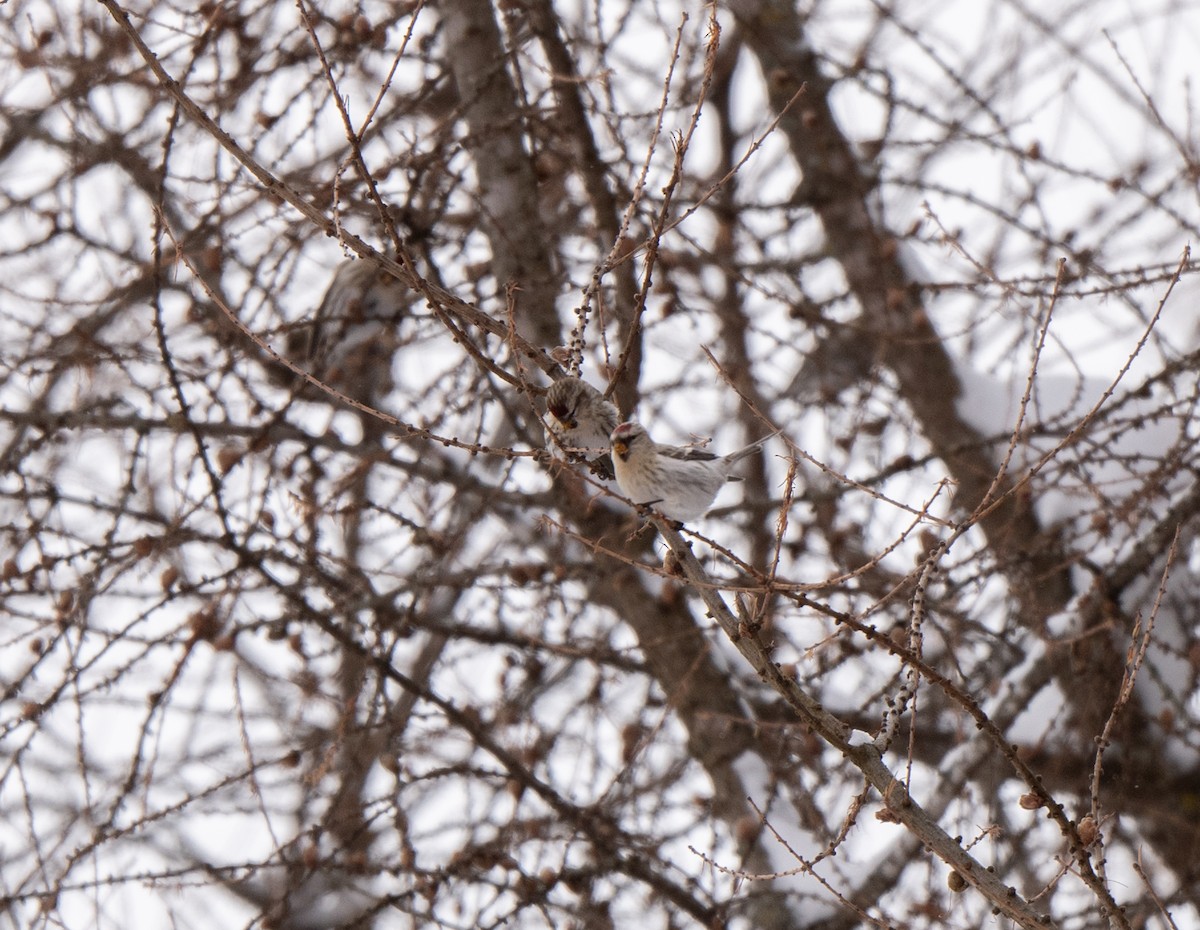 תפוחית שחורת-סנטר - ML646812983