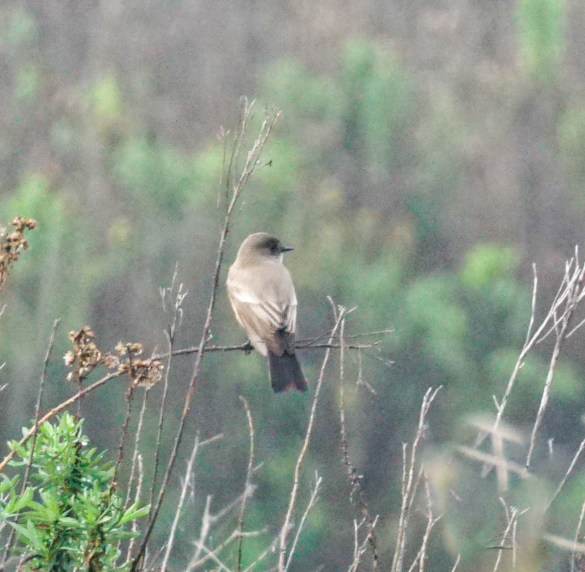 Say's Phoebe - ML646812984