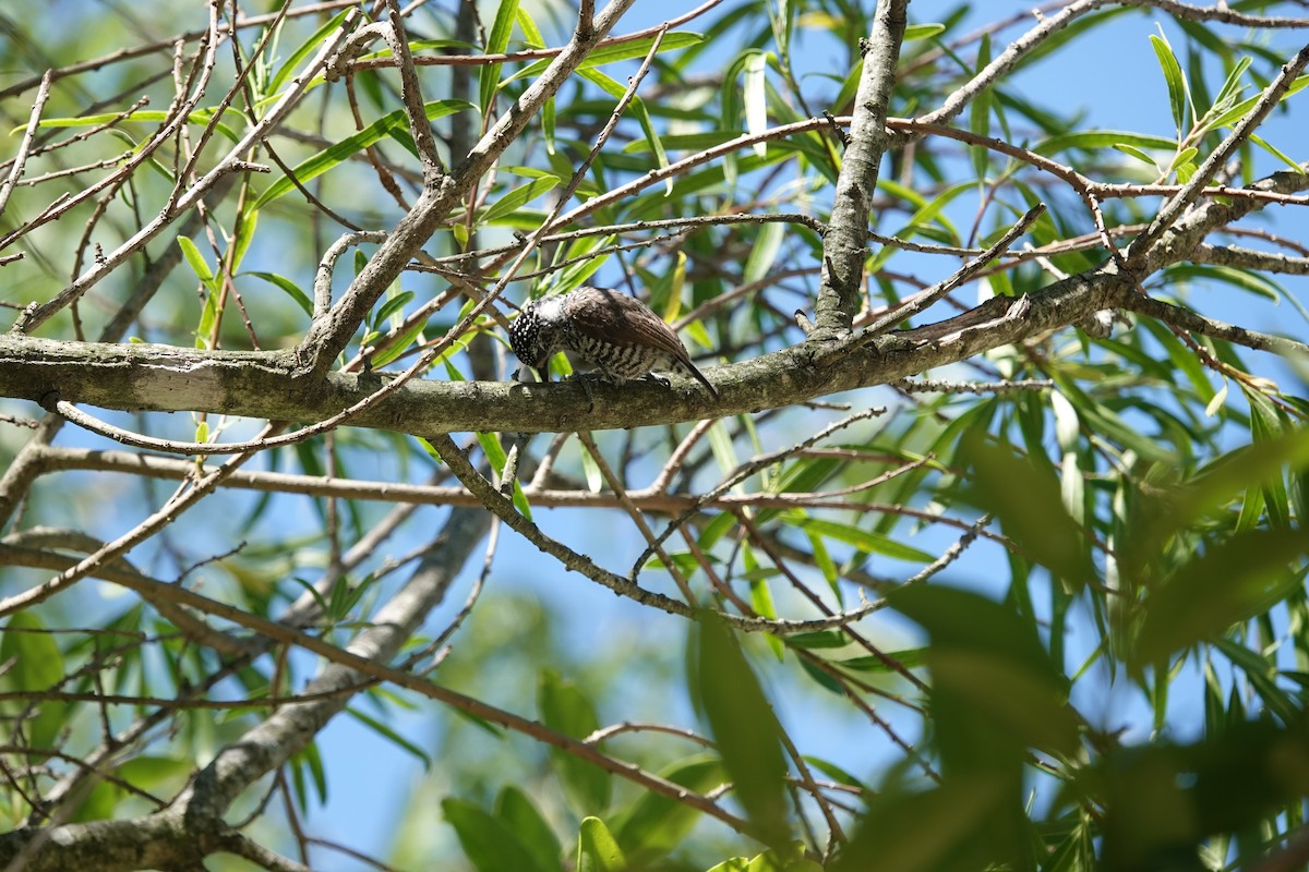 Zebrazwergspecht - ML646812987