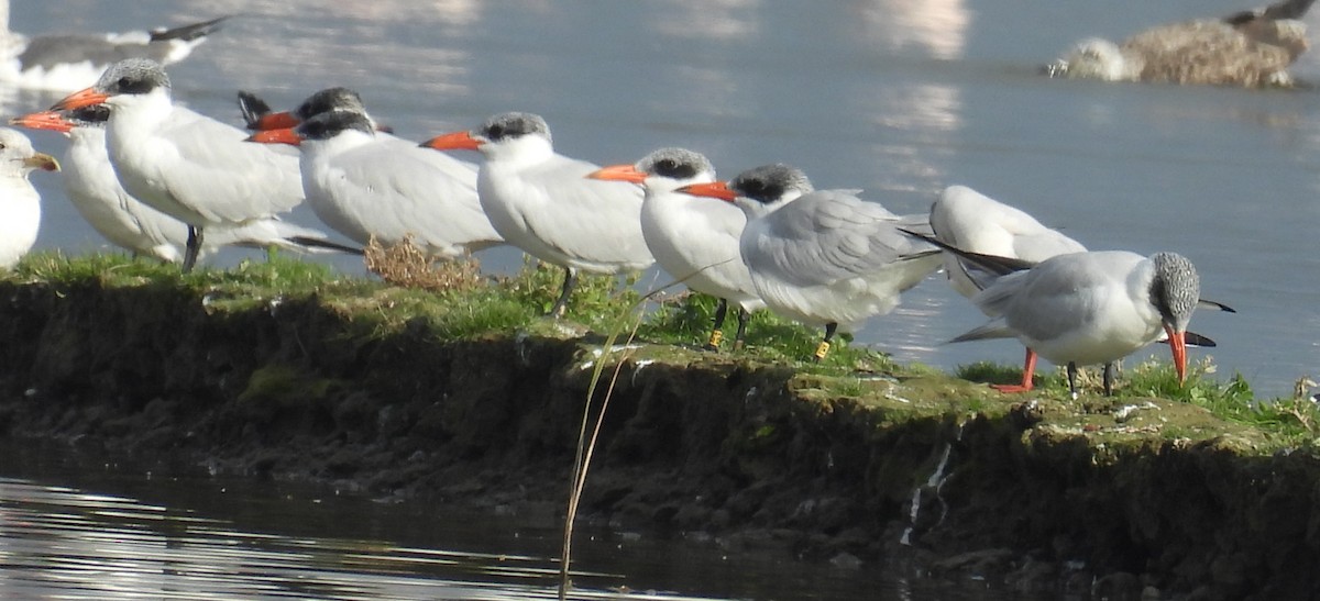 שחפית כספית - ML646812989