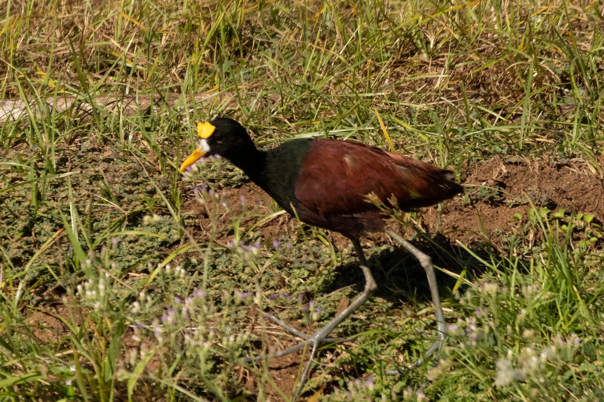 アメリカレンカク - ML646812995