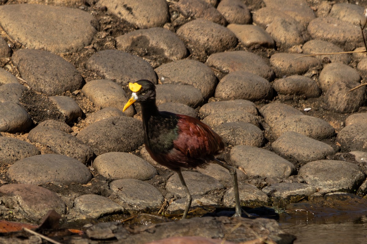 アメリカレンカク - ML646812996