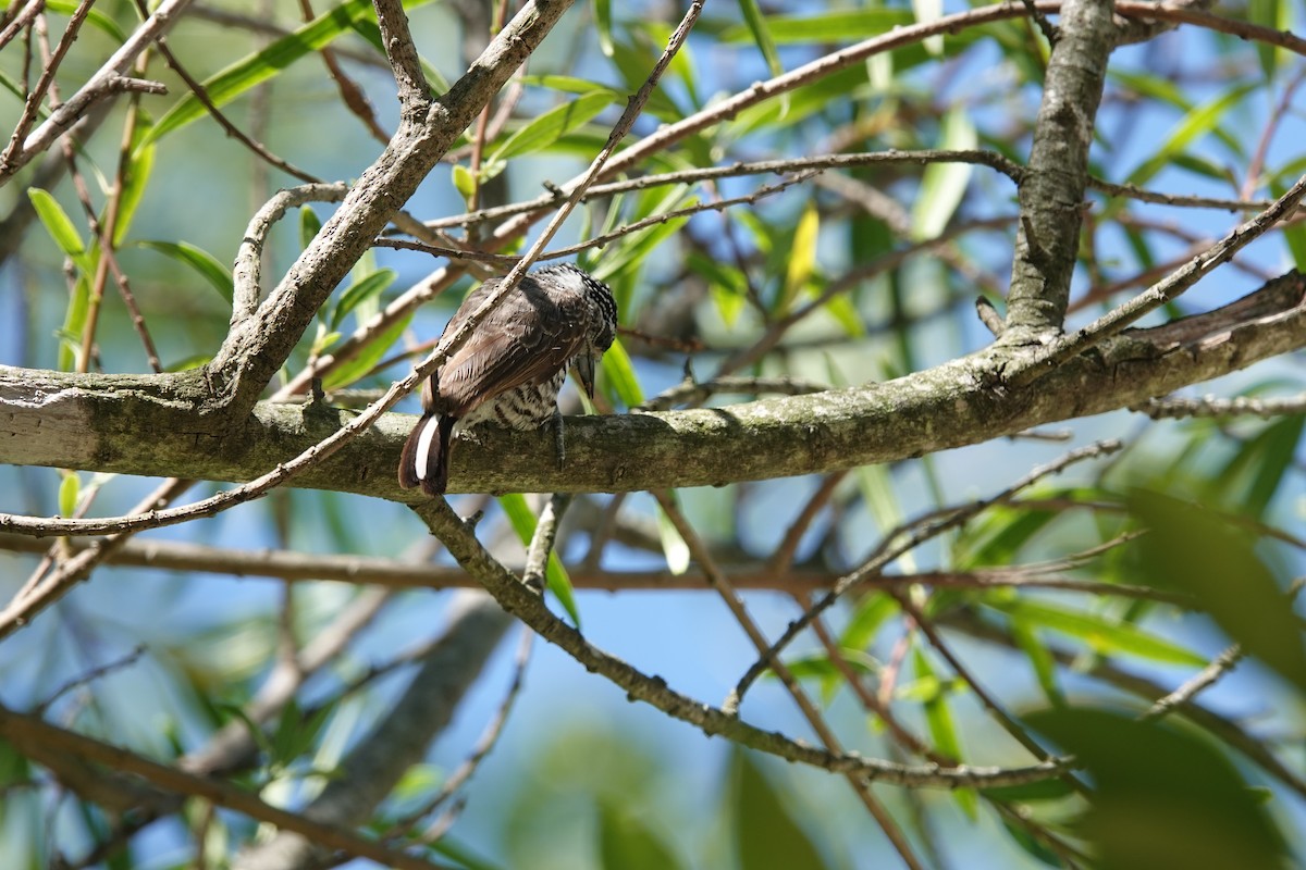 Zebrazwergspecht - ML646813002