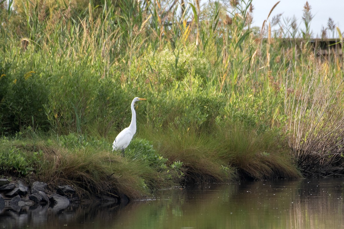Büyük Ak Balıkçıl (egretta) - ML646813003