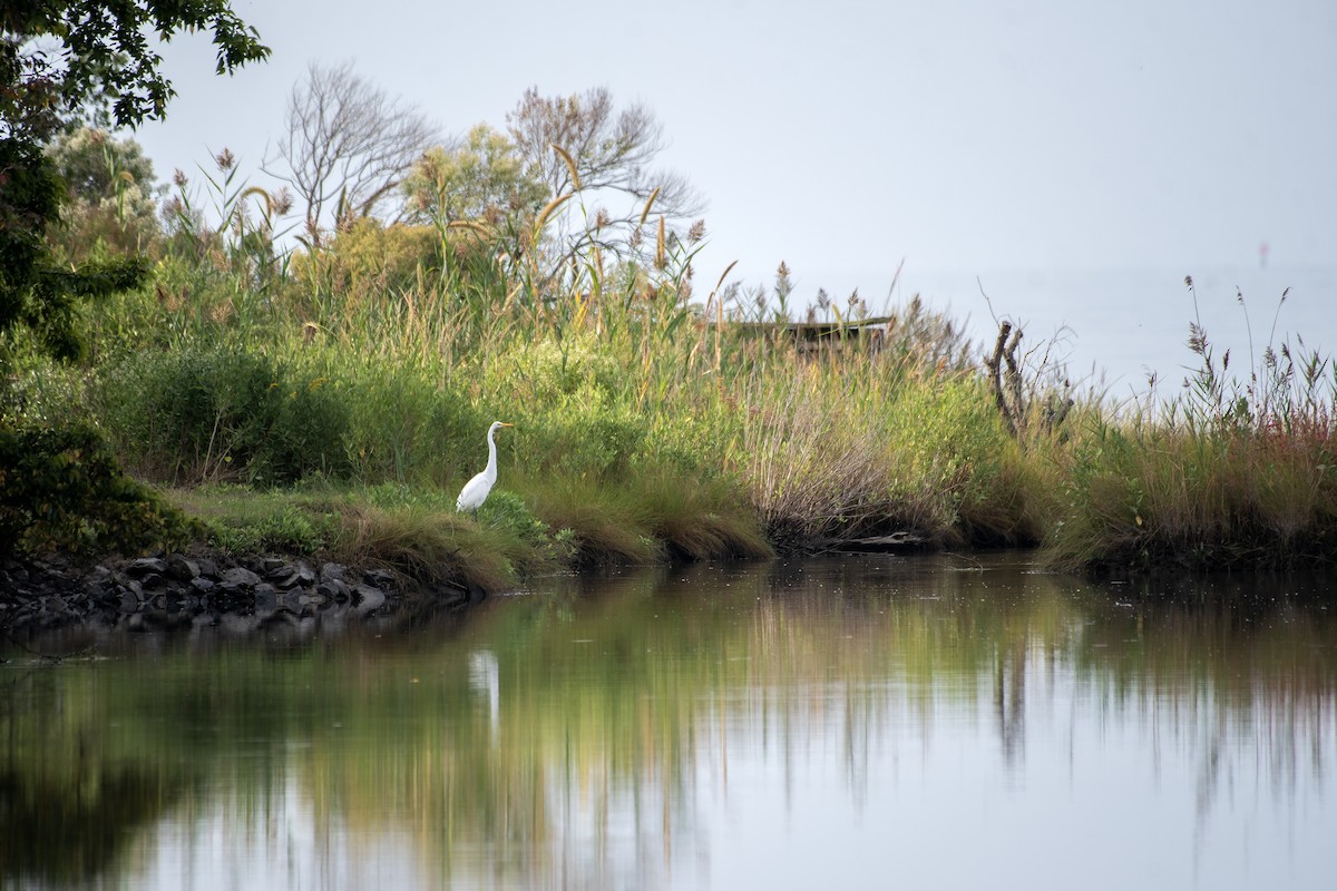 Büyük Ak Balıkçıl (egretta) - ML646813004