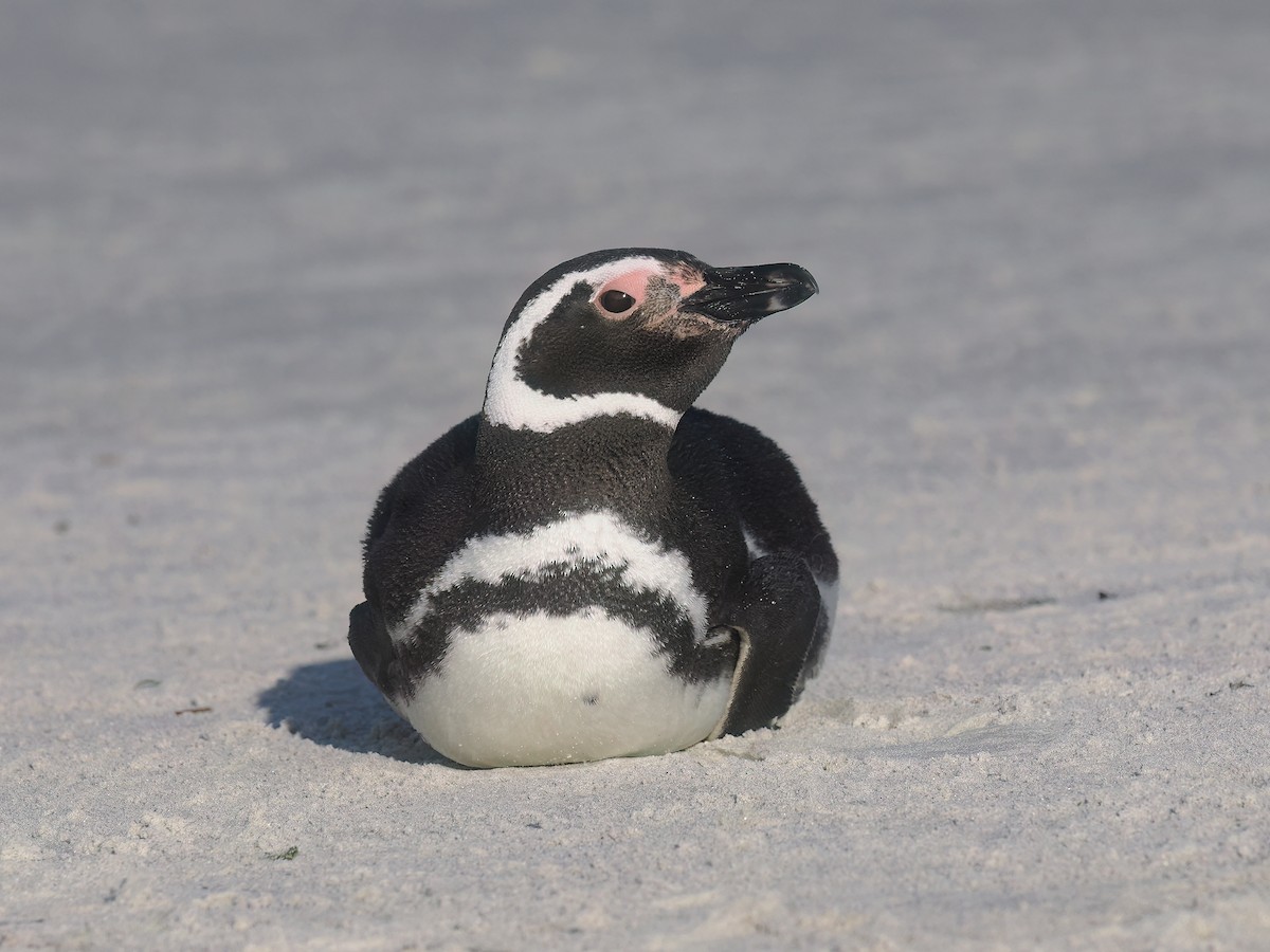 Magellanic Penguin - ML646813005