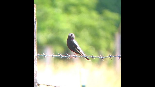 Bobolink - ML646813006