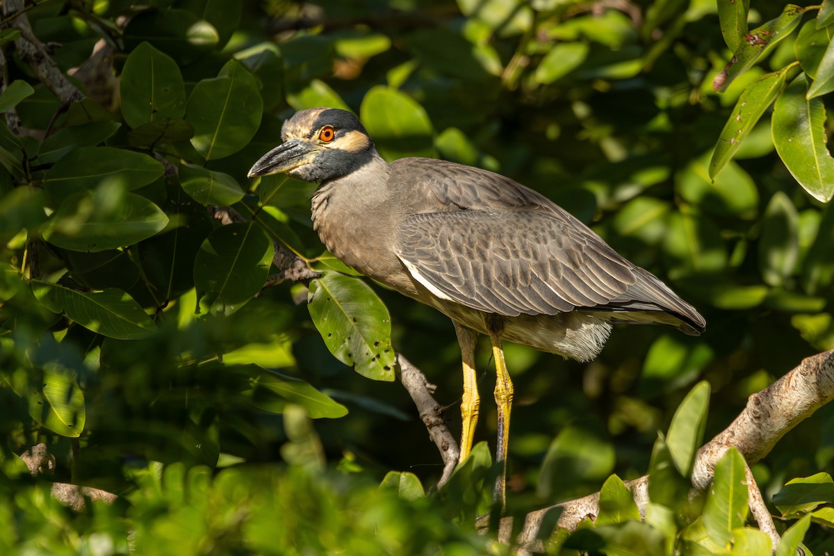 Yellow-crowned Night Heron - ML646813007