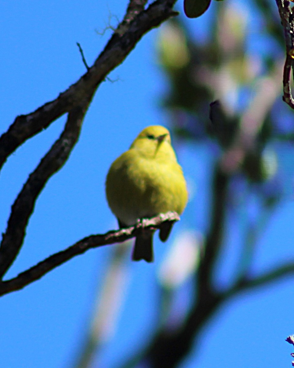 Anianiau - ML646813011