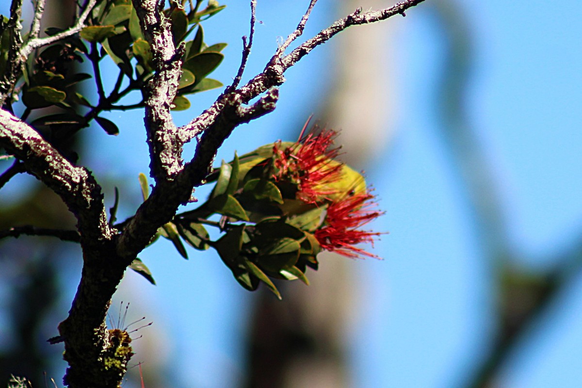 Anianiau - ML646813012