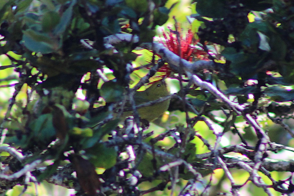 Anianiau - ML646813013