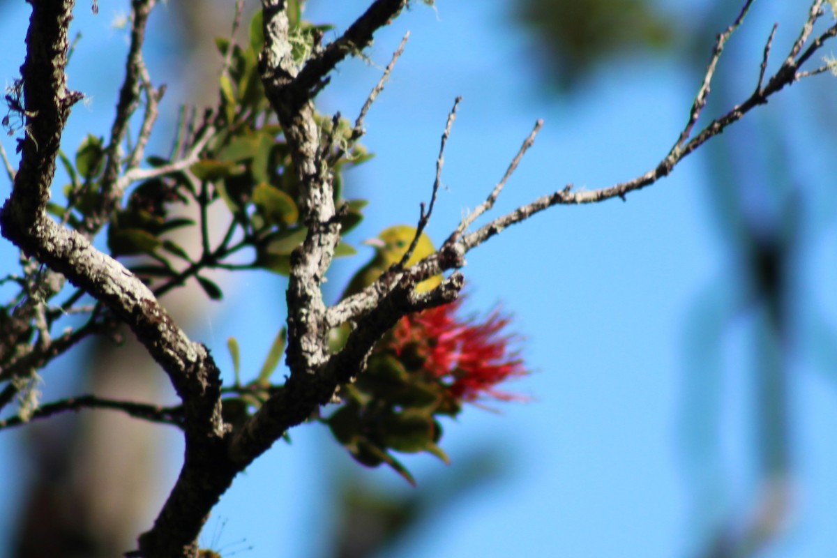 Anianiau - ML646813014