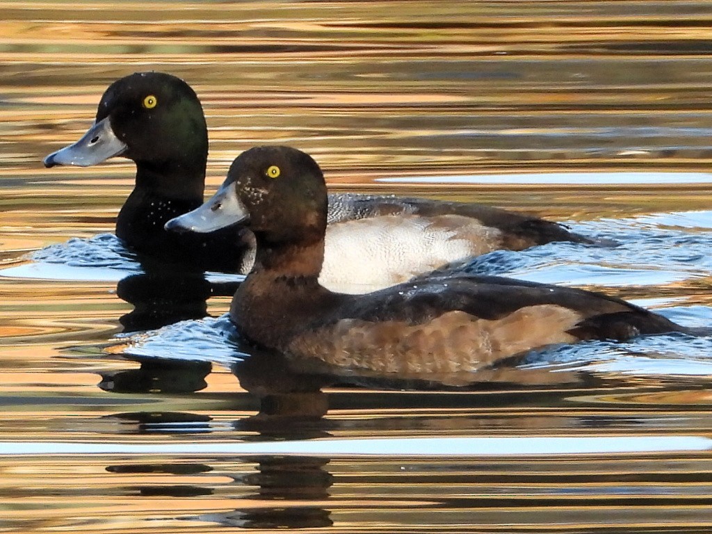 Murgilari handia - ML646813016