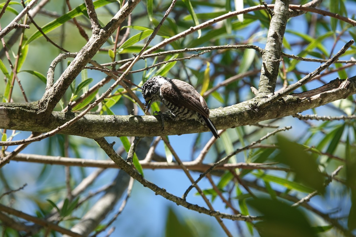 Zebrazwergspecht - ML646813017