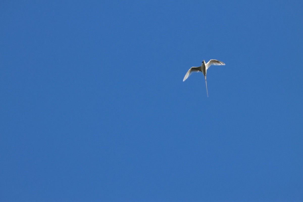White-tailed Tropicbird - ML646813018