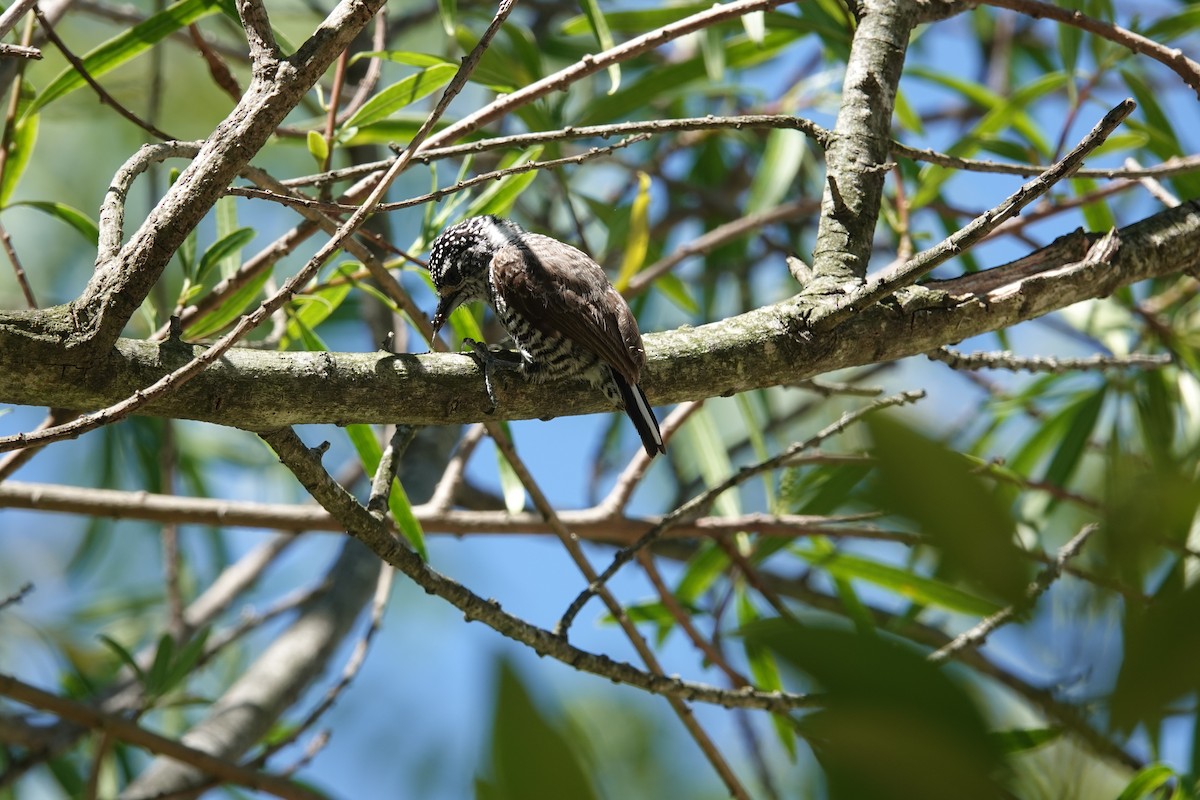 Zebrazwergspecht - ML646813019