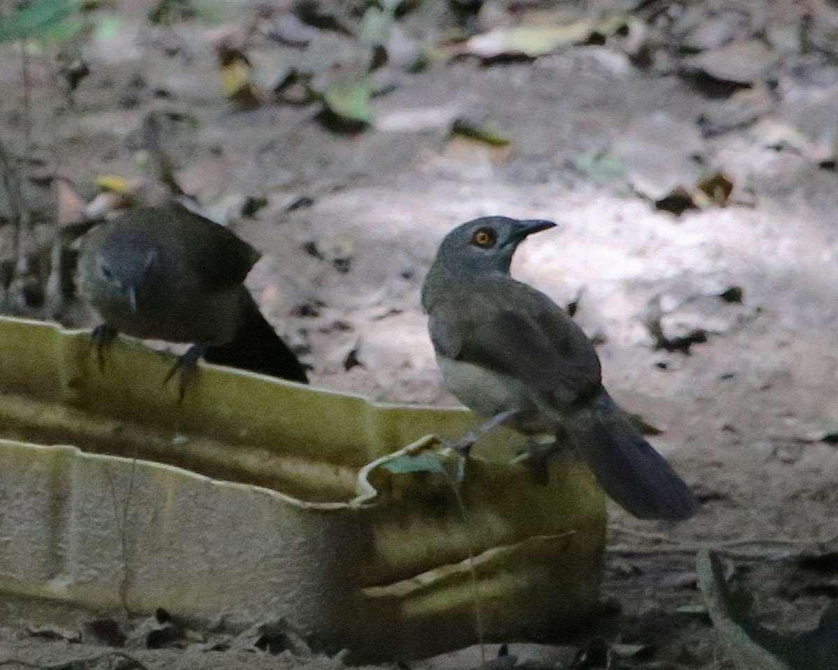 Brown Babbler - ML646813020