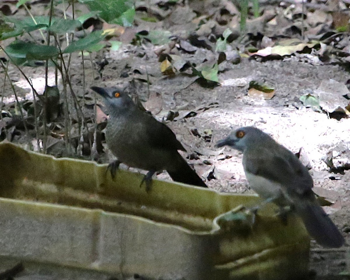 Brown Babbler - ML646813021