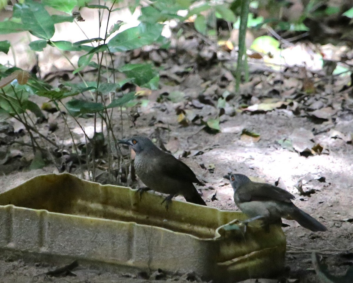 Brown Babbler - ML646813022