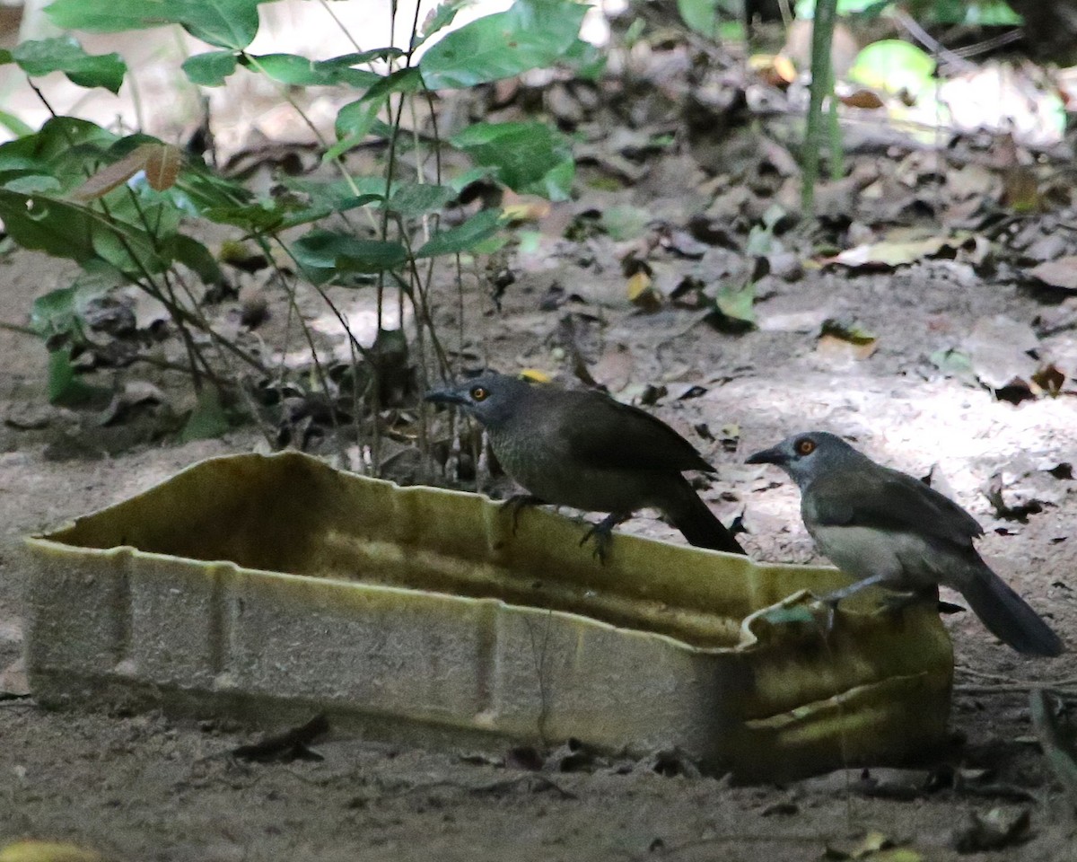 Brown Babbler - ML646813023