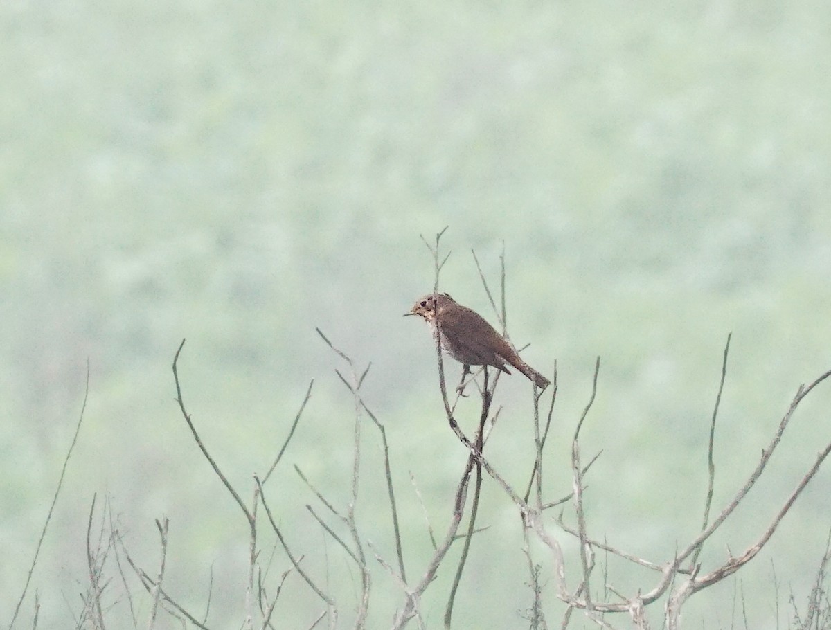 Hermit Thrush - ML646813024