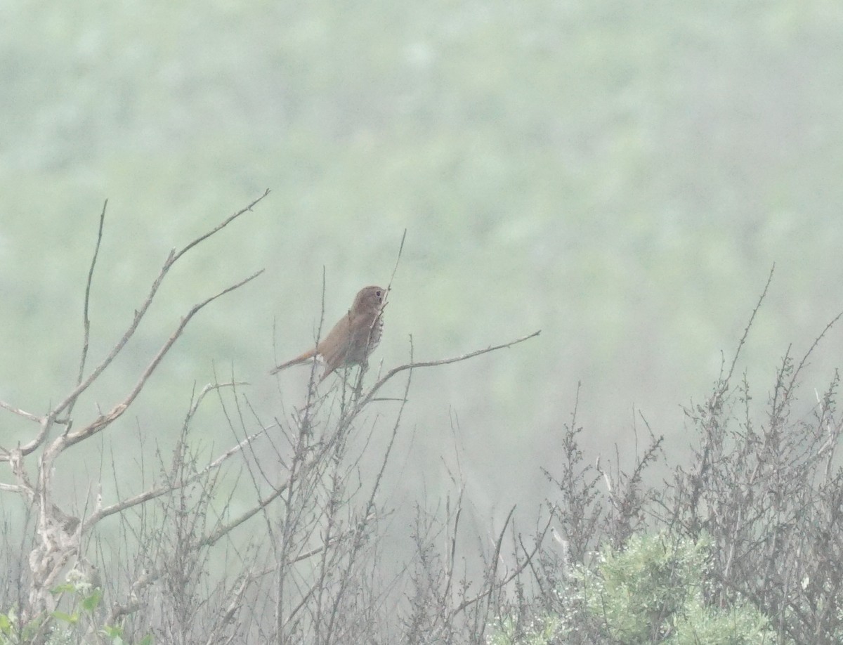 Hermit Thrush - ML646813025