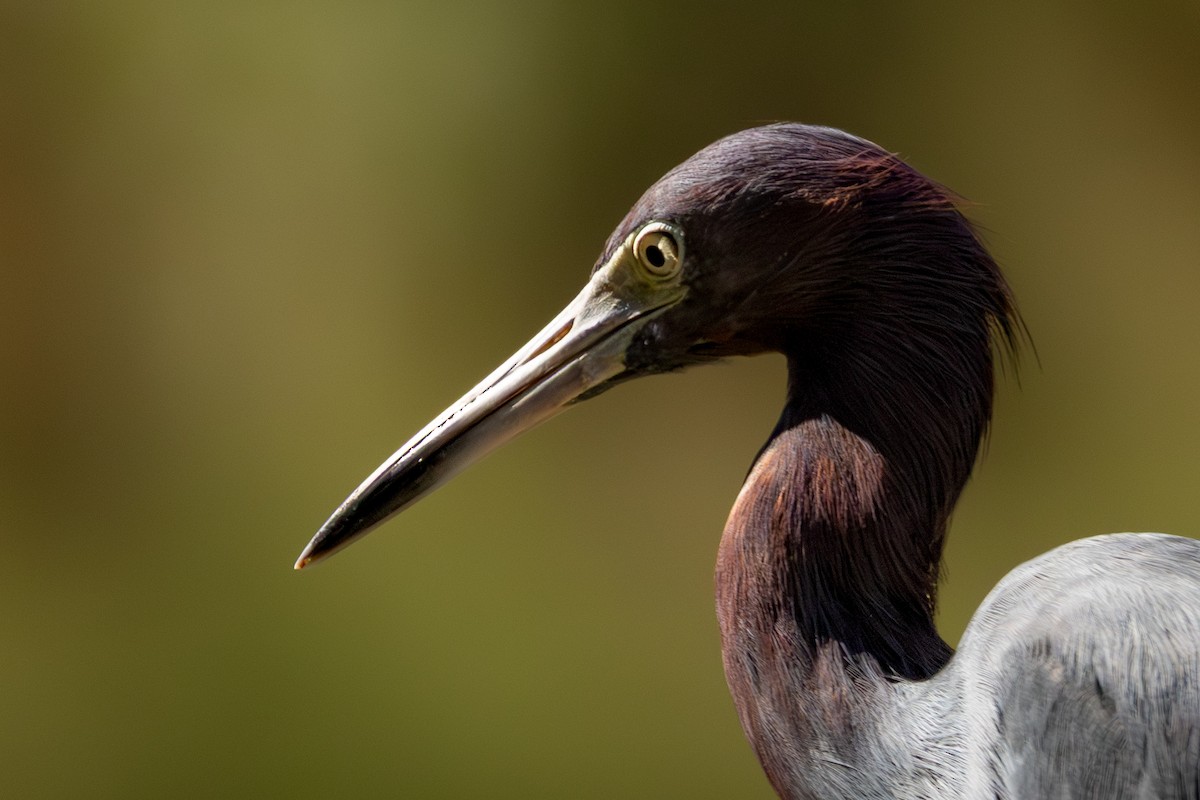 ヒメアカクロサギ - ML646813028