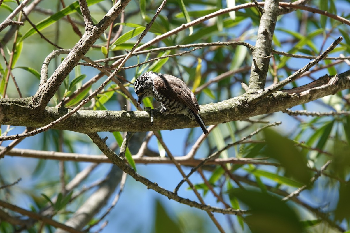 Zebrazwergspecht - ML646813031