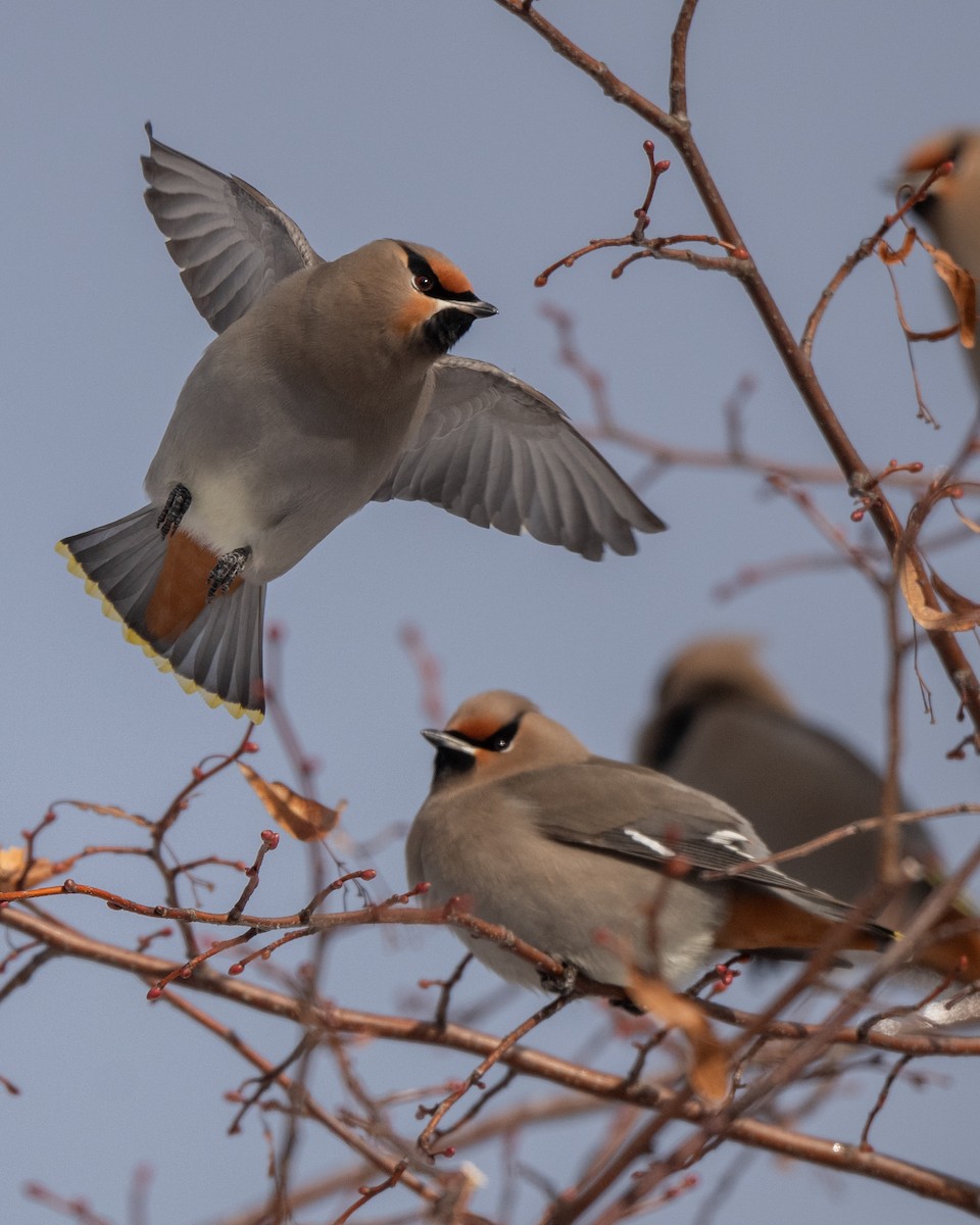 ציצנית - ML646813032