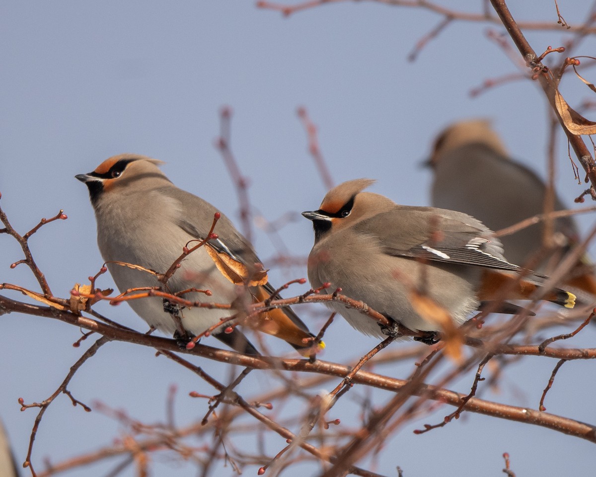 ציצנית - ML646813033