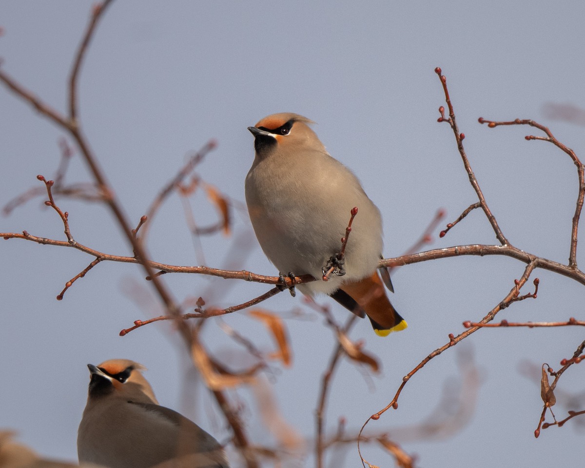 ציצנית - ML646813035