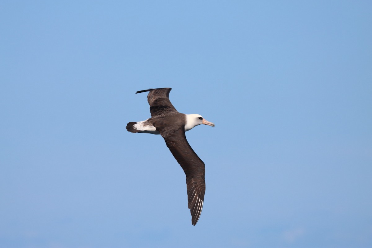 Laysan Albatross - ML646813038