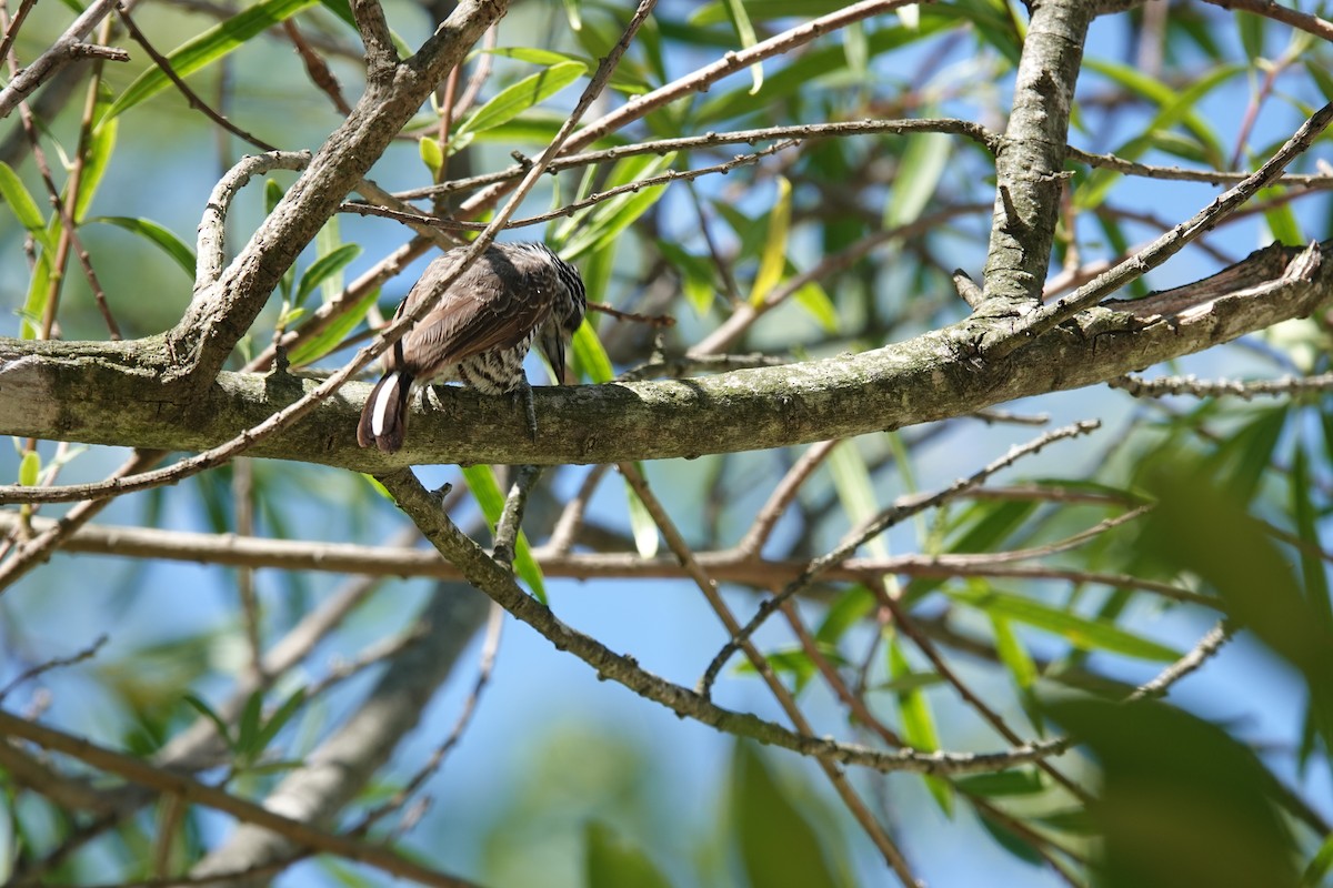 Zebrazwergspecht - ML646813039