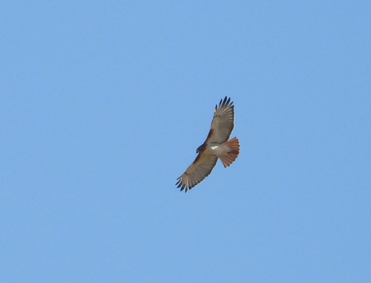 Red-tailed Hawk - ML646813042