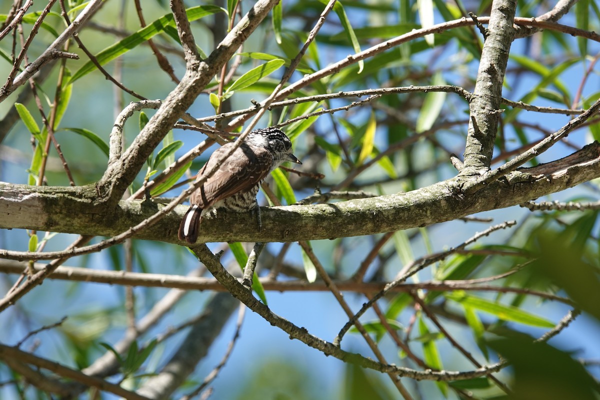 Zebrazwergspecht - ML646813043