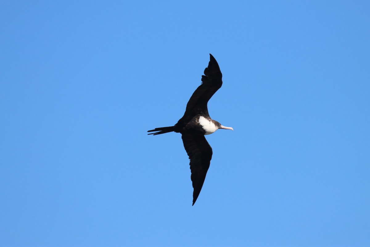 Great Frigatebird - ML646813044