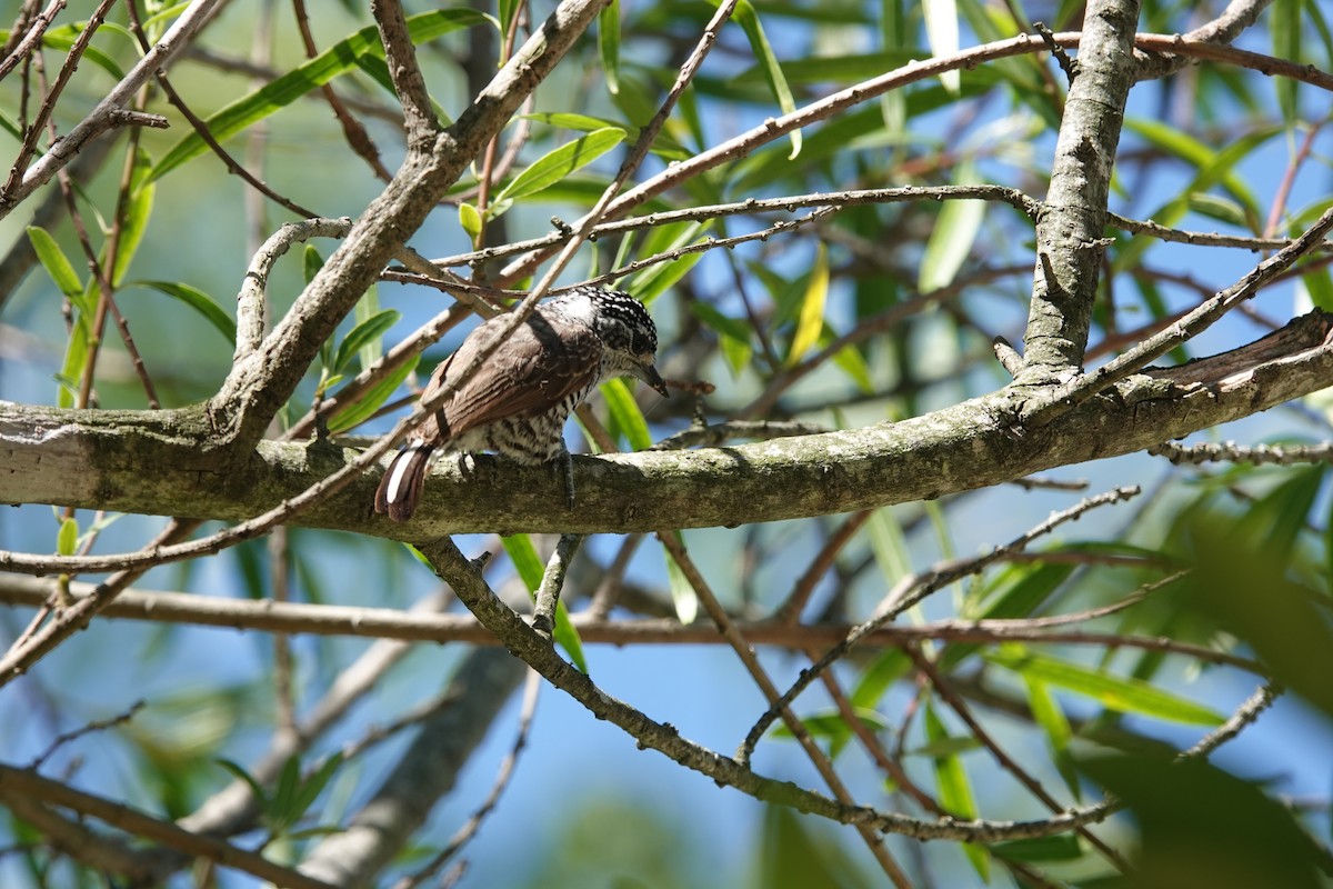 Zebrazwergspecht - ML646813045