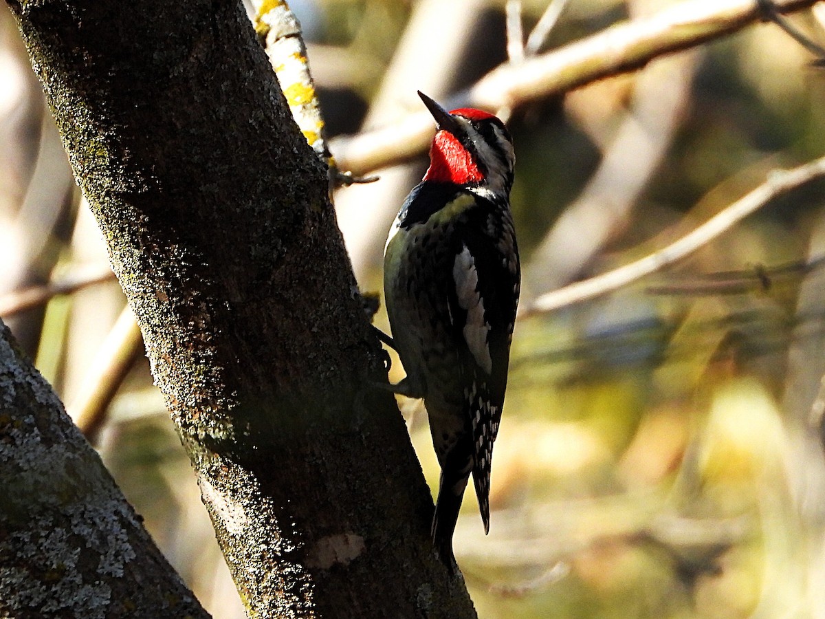 Yellow-bellied Sapsucker - ML646813046