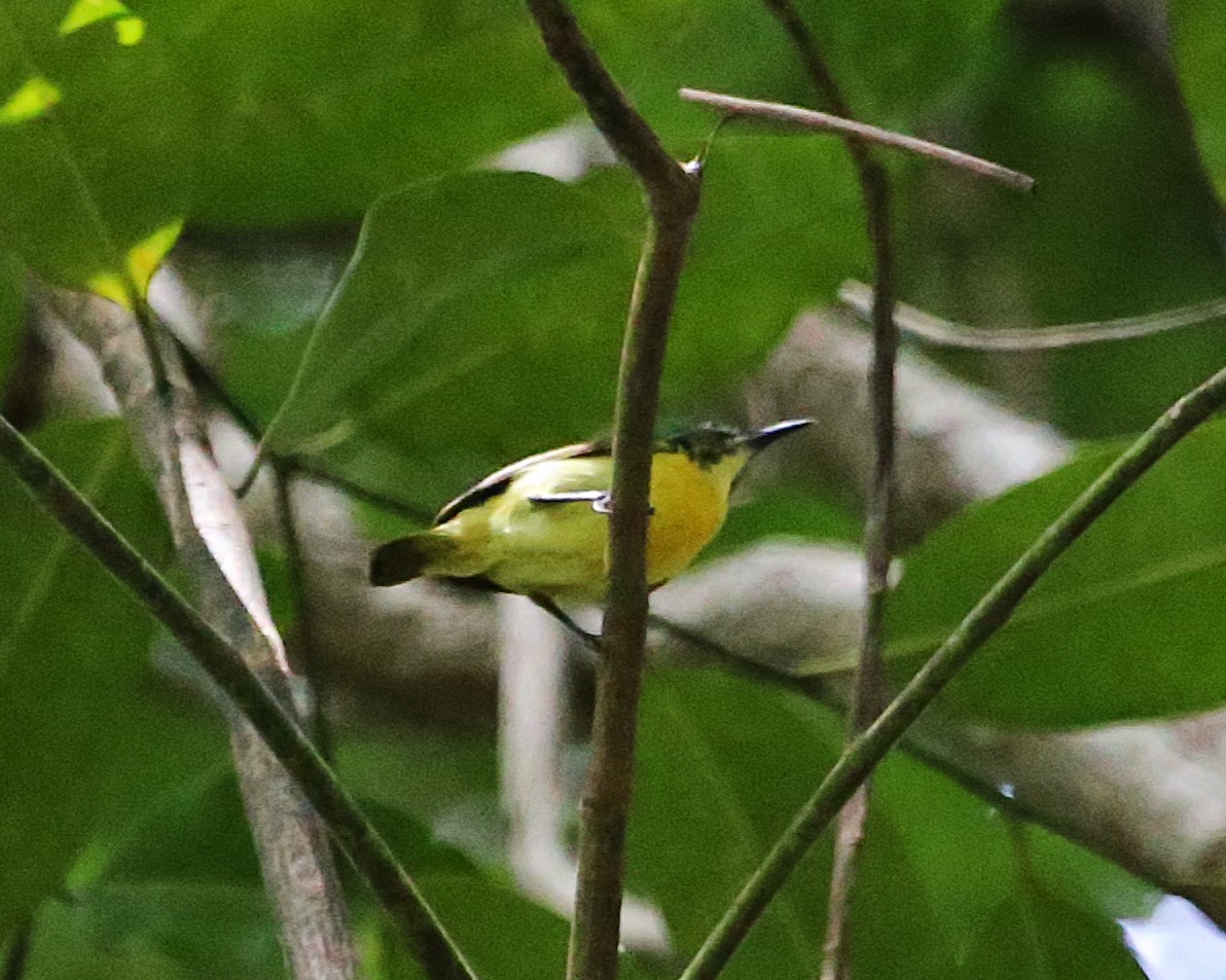 Halsband-Nektarvogel - ML646813047