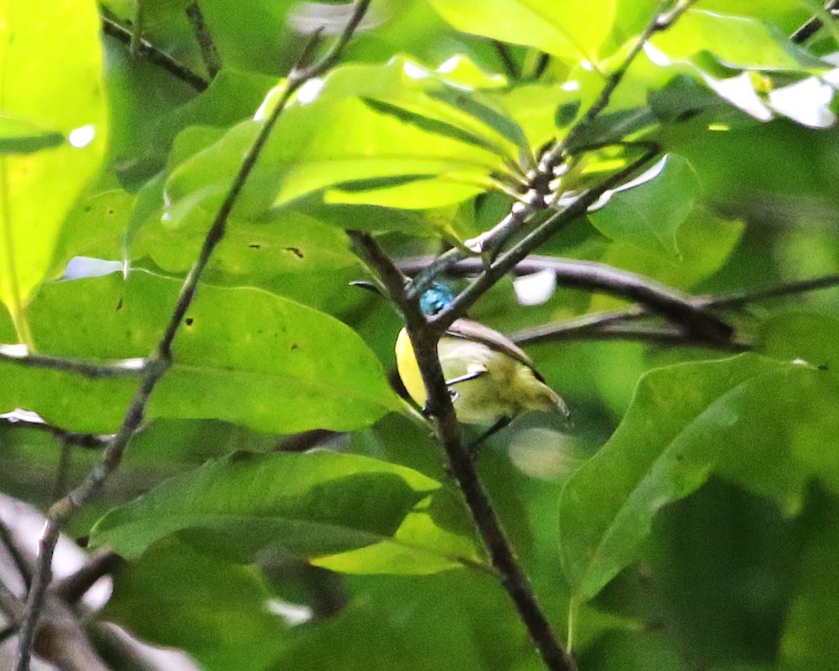 Halsband-Nektarvogel - ML646813048